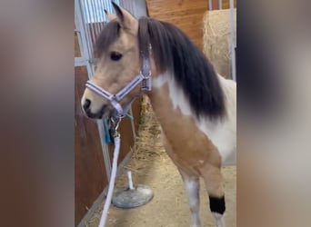 Más ponis/caballos pequeños, Caballo castrado, 7 años, 113 cm, Pío