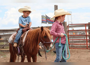 Más ponis/caballos pequeños, Caballo castrado, 7 años, 114 cm, Alazán rojizo