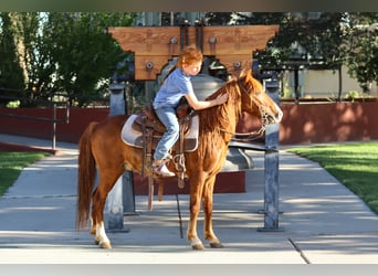 Más ponis/caballos pequeños, Caballo castrado, 7 años, 114 cm, Alazán rojizo