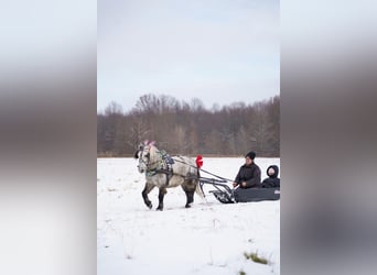 Más ponis/caballos pequeños, Caballo castrado, 7 años, 114 cm, Tordo