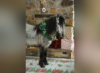 Más ponis/caballos pequeños, Caballo castrado, 7 años, 114 cm, Tordo