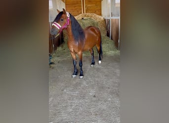 Más ponis/caballos pequeños, Caballo castrado, 7 años, 116 cm, Castaño