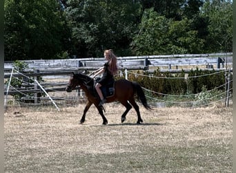 Más ponis/caballos pequeños, Caballo castrado, 7 años, 116 cm, Castaño
