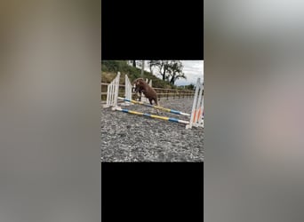 Más ponis/caballos pequeños, Caballo castrado, 7 años, 117 cm, Castaño