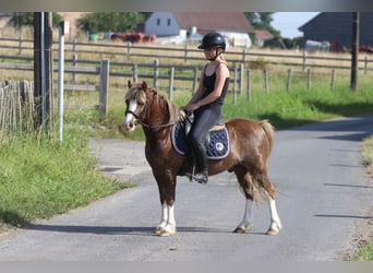 Más ponis/caballos pequeños, Caballo castrado, 7 años, 117 cm, Castaño