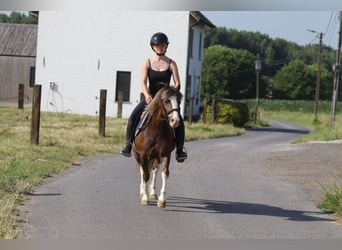 Más ponis/caballos pequeños, Caballo castrado, 7 años, 117 cm, Castaño