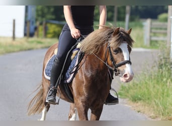 Más ponis/caballos pequeños, Caballo castrado, 7 años, 117 cm, Castaño