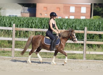 Más ponis/caballos pequeños, Caballo castrado, 7 años, 117 cm, Castaño