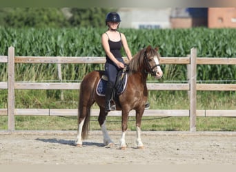 Más ponis/caballos pequeños, Caballo castrado, 7 años, 117 cm, Castaño