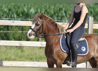 Más ponis/caballos pequeños, Caballo castrado, 7 años, 117 cm, Castaño