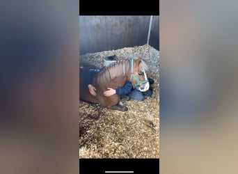 Más ponis/caballos pequeños, Caballo castrado, 7 años, 117 cm, Castaño