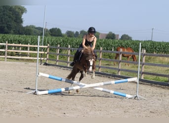 Más ponis/caballos pequeños, Caballo castrado, 7 años, 117 cm, Castaño