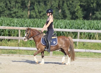 Más ponis/caballos pequeños, Caballo castrado, 7 años, 117 cm, Castaño