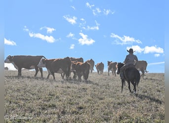 Más ponis/caballos pequeños, Caballo castrado, 7 años, 117 cm, Negro