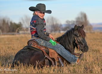Más ponis/caballos pequeños, Caballo castrado, 7 años, 117 cm, Negro