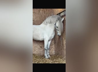 Más ponis/caballos pequeños, Caballo castrado, 7 años, 120 cm, Tordo