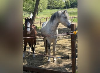 Más ponis/caballos pequeños, Caballo castrado, 7 años, 120 cm, Tordo rodado