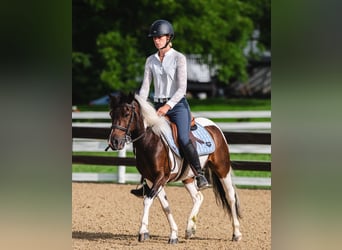 Más ponis/caballos pequeños, Caballo castrado, 7 años, 122 cm, Pío
