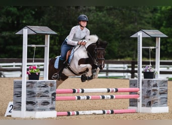 Más ponis/caballos pequeños, Caballo castrado, 7 años, 122 cm, Pío