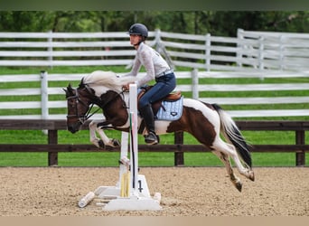 Más ponis/caballos pequeños, Caballo castrado, 7 años, 122 cm, Pío