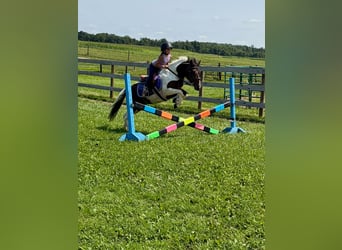Más ponis/caballos pequeños, Caballo castrado, 7 años, 122 cm, Pío