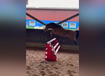 Más ponis/caballos pequeños, Caballo castrado, 7 años, 130 cm, Bayo