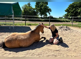 Más ponis/caballos pequeños, Caballo castrado, 7 años, 130 cm, Bayo