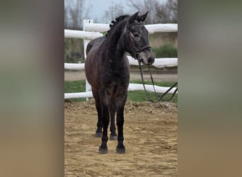 Más ponis/caballos pequeños, Caballo castrado, 7 años, 130 cm, Tordo