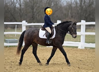 Más ponis/caballos pequeños, Caballo castrado, 7 años, 130 cm, Tordo