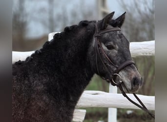 Más ponis/caballos pequeños, Caballo castrado, 7 años, 130 cm, Tordo