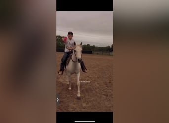 Más ponis/caballos pequeños, Caballo castrado, 7 años, 130 cm, Tordo