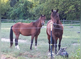 Más ponis/caballos pequeños, Caballo castrado, 7 años, 137 cm, Castaño