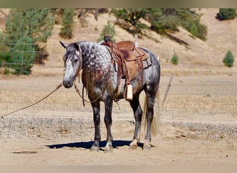 Más ponis/caballos pequeños, Caballo castrado, 7 años, 137 cm, Tordo