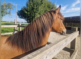 Más ponis/caballos pequeños Mestizo, Caballo castrado, 7 años, 140 cm, Bayo