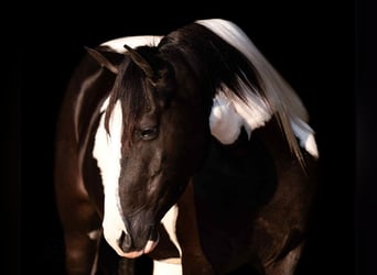 Más ponis/caballos pequeños, Caballo castrado, 7 años, 140 cm