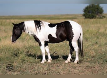 Más ponis/caballos pequeños, Caballo castrado, 7 años, 140 cm