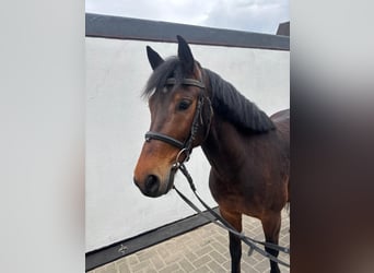 Más ponis/caballos pequeños, Caballo castrado, 7 años, 140 cm, Castaño
