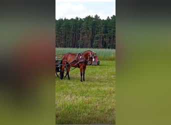 Más ponis/caballos pequeños, Caballo castrado, 7 años, 140 cm, Castaño