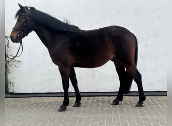 Más ponis/caballos pequeños, Caballo castrado, 7 años, 140 cm, Castaño
