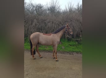 Más ponis/caballos pequeños, Caballo castrado, 7 años, 144 cm, Alazán-tostado