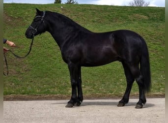 Más ponis/caballos pequeños, Caballo castrado, 7 años, 145 cm, Negro
