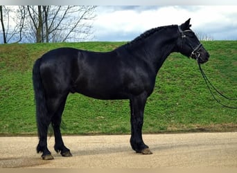 Más ponis/caballos pequeños, Caballo castrado, 7 años, 145 cm, Negro