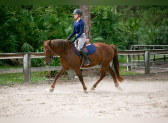 Más ponis/caballos pequeños, Caballo castrado, 7 años, 147 cm, Alazán rojizo