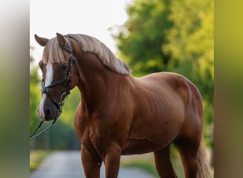 Más ponis/caballos pequeños, Caballo castrado, 7 años, 150 cm, Alazán