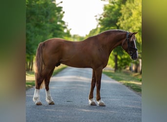 Más ponis/caballos pequeños, Caballo castrado, 7 años, 150 cm, Alazán