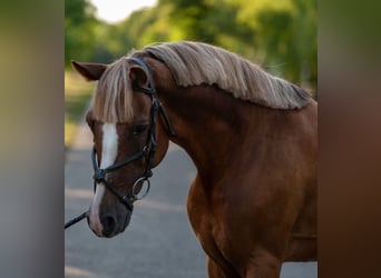 Más ponis/caballos pequeños, Caballo castrado, 7 años, 150 cm, Alazán