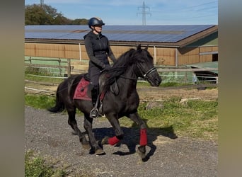 Más ponis/caballos pequeños, Caballo castrado, 7 años, 150 cm, Negro