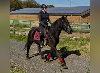 Más ponis/caballos pequeños, Caballo castrado, 7 años, 150 cm, Negro
