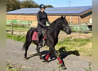 Más ponis/caballos pequeños, Caballo castrado, 7 años, 150 cm, Negro