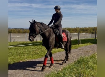 Más ponis/caballos pequeños, Caballo castrado, 7 años, 150 cm, Negro